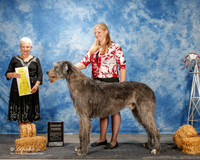Irish Wolfhound #5 Thurs G3 Frensley Susan PHD Carolynn Cobb PHD Judge Eva E Berg