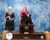 Poodle Miniature #5 Thurs Maj WD Hemphill Cheryl Agent Betty Brown Judge Eva E Berg