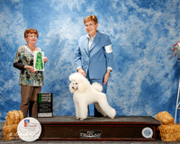Poodle Miniature #6 Thurs OH BIS Neal Joann Judge Kathy Sawyer