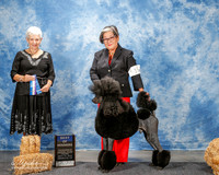 Poodle Standard #15 Thurs BOW Webster Darlynn and Scott Agent Margie Sullivan Judge Eva E Berg