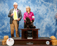 Poodle Toy #5 Thurs G3 Stevens Ray and Sharon and Martin Gregory Judge Lewis Bayne