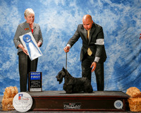 Scottish Terrier #6 G1 Edell Kelli Agent Jesus Moreno Judge Kathy Bucher Sawyer
