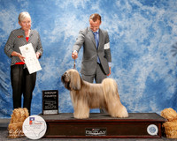 Tibetan Terrier #5 Thurs G4 Ridall Kenneth and Margaret Mond and Linda Watson Agent Brian Livingston Judge Kathy Bucher Sawyer