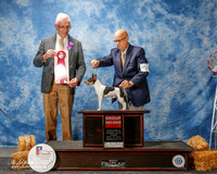 Toy Fox Terrier #5 Thurs G2 Bellamy E Eugene Jr Agent Jon Rawleigh Judge Lewis Bayne