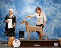 Weimaraner #6 Thurs G4 Line Susan and Alisa Andras and Debra Johnson Judge Kathy Bucher Sawyer