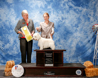 West Highland White Terrier #5 Thurs G3 Limon Linda and Louis and Marie Purchon Judge Kathy Bucher Sawyer