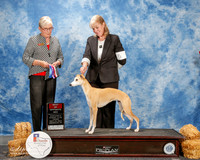 Whippet #8 Thurs BOS Knox Kara Judge Terry B Carter
