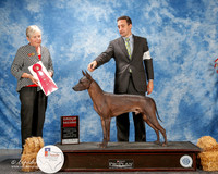 Xoloitzcuintli #5 Thurs G2 Mosing Benjamin and Erin Burch and Lesa Pierce Agent Brian Livingston Judge Kathy Bucher Sawyer