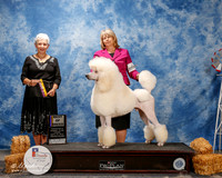Poodle Standard #5 Thurs BOB Forrester Jean Agent Elizabeth Brown Judge Eva E Berg