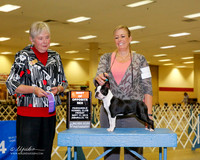 Boston Terrier #6 Thurs BOS Vogler Gabrielle Agent Paige McCarver Judge Terry Carter