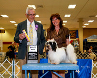 Havanese #6 Thurs Maj NC BOB Highland Karen Judge Lewis Bayne