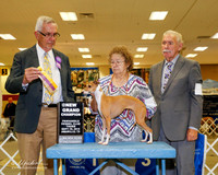 Italian Greyhound #10 Thurs BOB NGC Smith William R and Susan J Short Judge Lewis Bayne