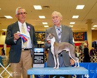 Italian Greyhound #10 Thurs BOW Smith William R and susan Short Judge Lewis Bayne