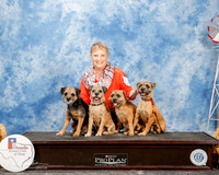 Border Terrier Arliss Johnson Fri Custon
