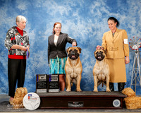 Bullmastiff #6 and #5 Fri BOB WB Britton Brett and Sonya Britton Judge Terry B Carter
