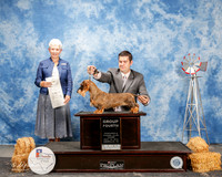 Dachshund Wirehaired #6 thurs G4 Williams Diana Rockwell & Kellie Agent Matias Mato Judge Eva E Berg