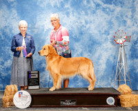 Golden Retriever #5 Fri WD Clem Kathleen Judge Eva E Berg