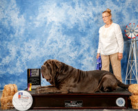 Neapolitan Mastiff #5 Fri NGC BOB Nelson Mary