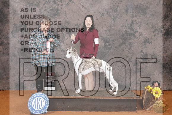 Whippet #15 Sun BOS Judge Marilyn PipesWhippet #15 Sun BOS Judge Marilyn Pipes_P2_9822e-_Marshall 2026-HR3