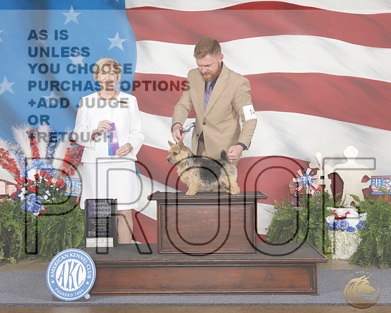 Norwich Terrier #14 Sat WB NCH Judge Charlotte PattersonNorwich Terrier #14 Sat WB NCH Judge Charlotte Patterson_WP_1764e-_Tulsa 2026-HR3