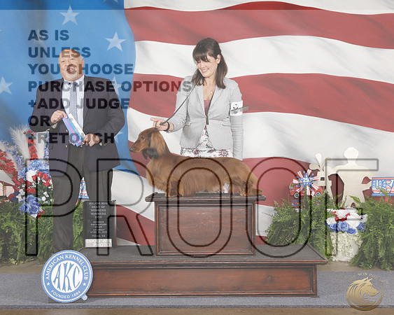Dachshund Long #39 Sat WD BOW Judge Hal BiermanDachshund Long #39 Sat WD BOW Judge Hal Bierman_WP_2093e-_Tulsa 2026-HR3