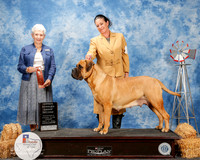Bullmastiff #10 Fri OH G2 Bellamy David and Donna Mullins Judge Terry Carter