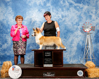 Cardigan Welsh Corgi #11 Fri 1st Point Phillips Lisa and Debra Thornton Judge Cindy Meyer