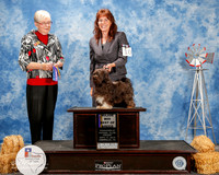 Havanese #10 Fri Maj BOB Highland Karen Judge Terry Carter