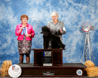 Poodle Miniature #16 Fri Maj BOW Foss Bill and Kathleen Tepper and Jody Judge Cindy Meyer