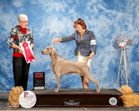 Weimaraner #6 Fri G2 Line Susan and Alisa Andras and Debra Johnson Judge Terry Carter
