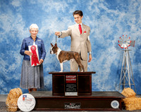 Boston Terrier #11 Fri G2 Mancine Dawn and Stacie Kinnaird Agent Schuylar Moore Judge Eva Berg