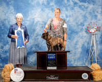 French Bulldog #11 Fri G1 Jacky Mills Agent Paige McCarver Judge Eva Berg
