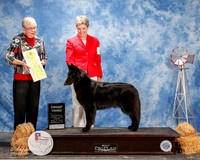 Belgian Sheepdog #6 Fri G3 Ryder Cynthia Tamara Holloway Patricia Snow Judge Terry Carter