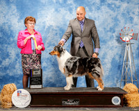 Australian Shepherd #10 Fri BOB Bergold Helen and Jennifer Young Judge Cindy Meyer