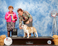 Bulldog #15 Fri BOB Riley Kevin and Sandra Judge Cindy Meyer