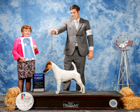 Smooth Fox Terrier #9 Fri G1 Nolan Jane and Linda Reece and M Beacon Agent Matias MAto Judge Cindy Meyer