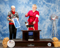 Chihuahua Smooth Coat #5 Fri G1 Linda Hughes Agent Brooke Young Judge Terry Carter