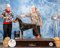 Doberman Pinscher #12 Fri WB Luci Stubbs L and Larry Witt and Tina MArshall Judge Terry Carter