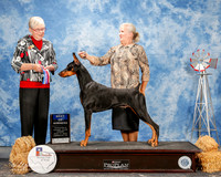 Doberman Pinscher #5 Fri BOW Sasu Irina Judge Terry Carter