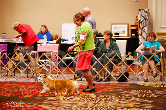 _JJ_9354-HstnCorgiFeb2015-HR3