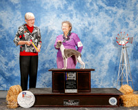 Italian Greyhound #6 Fri Maj BOB Smith William R and Susan J Short Judge Terry Carter