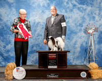 Japanese Chin #5 Fri G2 Fleming Balter Sheila and Dr Anthony Hewitt Judge Victor Cohen Judge Terry Carter