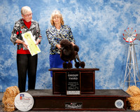 Poodle Toy #25 Fri G3 Winkleman Twila and Bob Judge Terry Carter