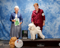 Poodle Minitature #6 Fri OH BIS Neal Joann Judge Eva Berg