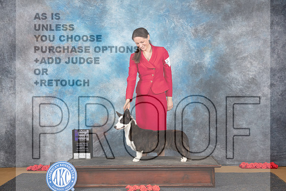 Cardigan Welsh Corgi #22 Sun WBM Judge Beth Downey__JP_0587_Sulphur Springs_2024_HR3