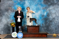 Italian Greyhound #11 Sat OHG4 Judge Vicki Abbott