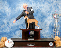 Italian Greyhound #10 Thurs BOB NGC Smith William R and Susan Short RESHOOT