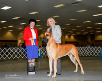 Great Dane #7 Sat BOB Jacobs Theresia and Mahesh Chandiramani Judge Barbara Dempsey Alderman
