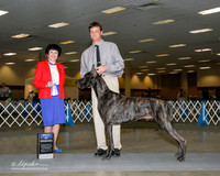 Great Dane #9 Sat BOW Tidball Jeff and Vicki Judge Barbara Dempsey Alderman
