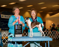 Italian Greyhound #7 Sat NC Maj BOW Susan Short J and William RL Smith Judge Barbara Dempsey Alderman